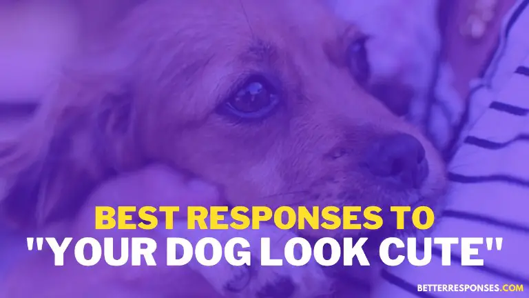 Responses to your dog look cute