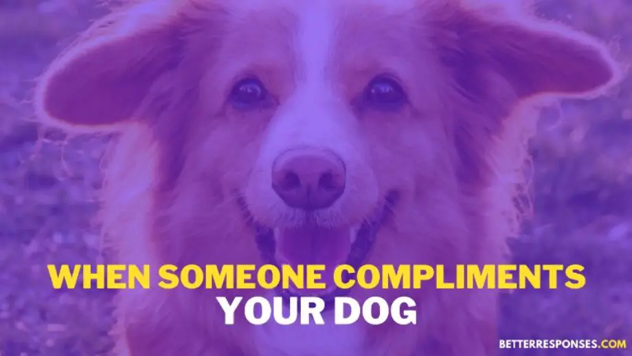 9 Good Responses To “Your Dog Is Cute” Compliment • Better Responses