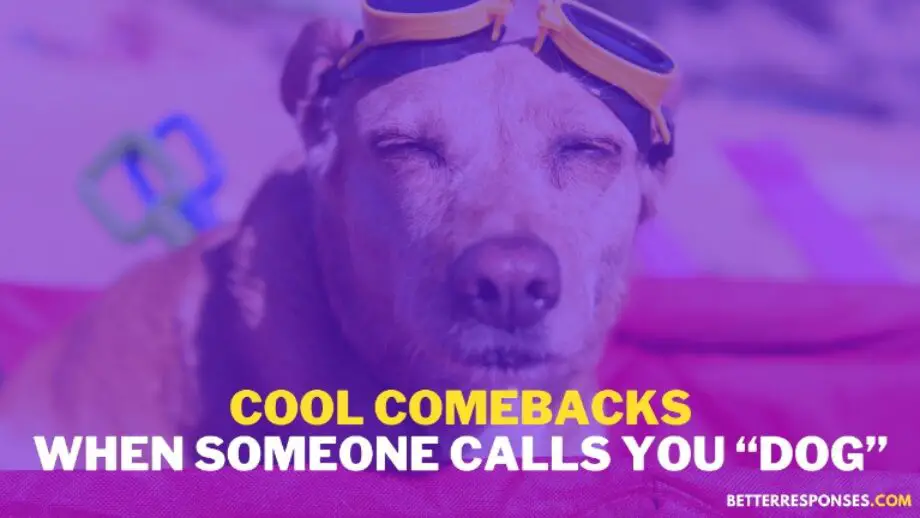 9-friendly-comebacks-when-someone-calls-you-dawg-or-dog-better